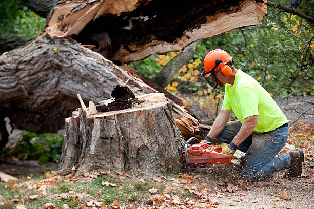 How Our Tree Care Process Works  in  Cherry Hill Mall, NJ