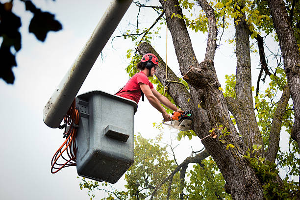 Best Stump Grinding and Removal  in Cherry Hill Mall, NJ